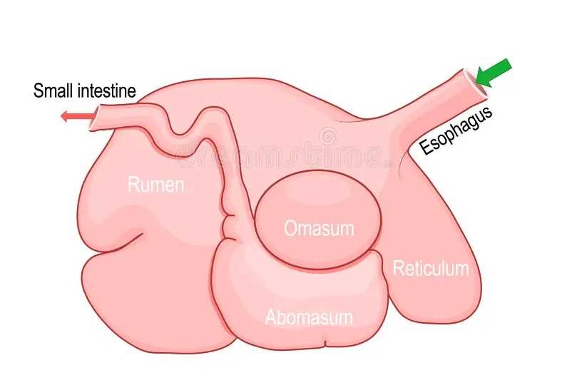 鹿的瘤胃微生物消化是怎么样的过程？