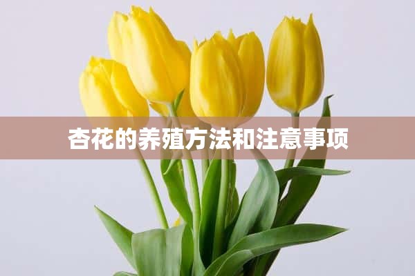 杏花的养殖方法和注意事项