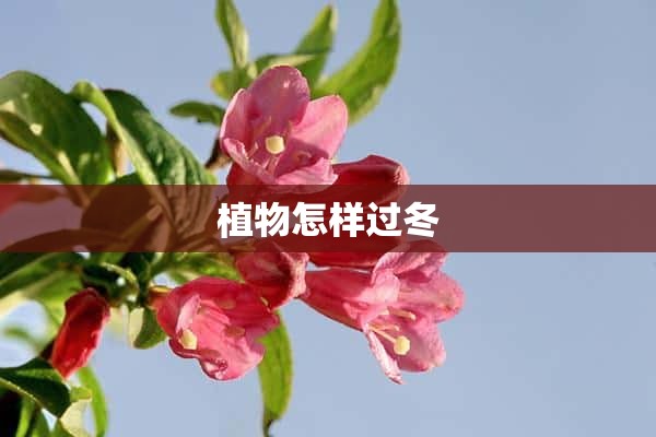 植物怎样过冬