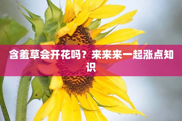 含羞草会开花吗？来来来一起涨点知识