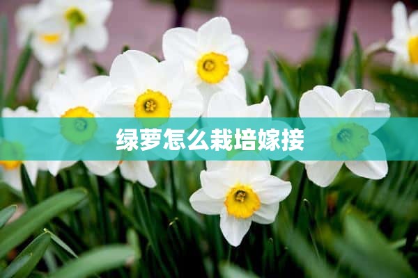 绿萝怎么栽培嫁接