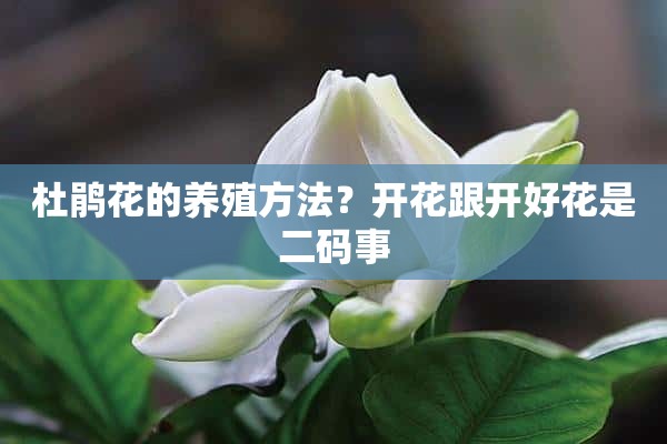 杜鹃花的养殖方法？开花跟开好花是二码事