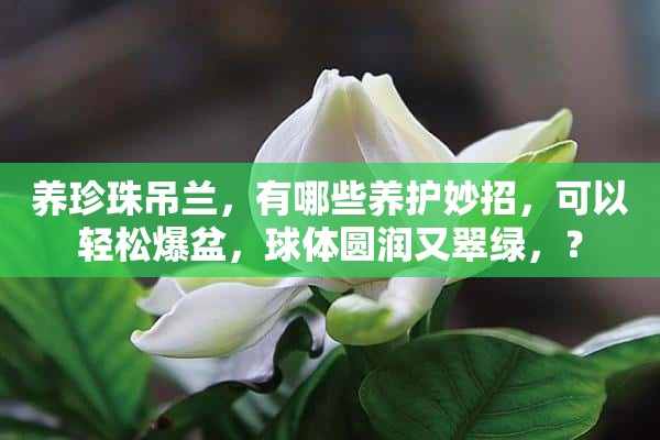 养珍珠吊兰，有哪些养护妙招，可以轻松爆盆，球体圆润又翠绿，？