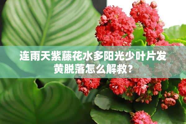 连雨天紫藤花水多阳光少叶片发黄脱落怎么解救？