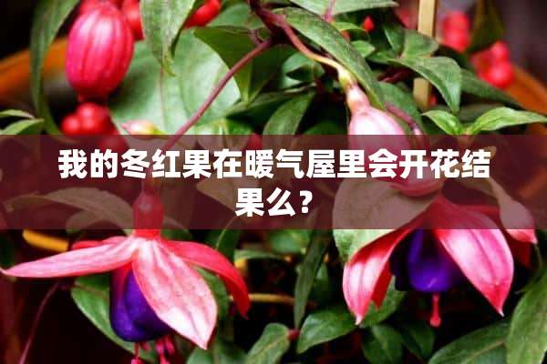 我的冬红果在暖气屋里会开花结果么？