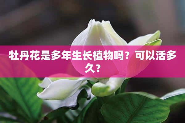 牡丹花是多年生长植物吗？可以活多久？