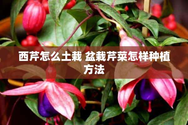 西芹怎么土栽 盆栽芹菜怎样种植方法