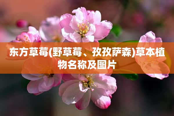 东方草莓(野草莓、孜孜萨森)草本植物名称及图片