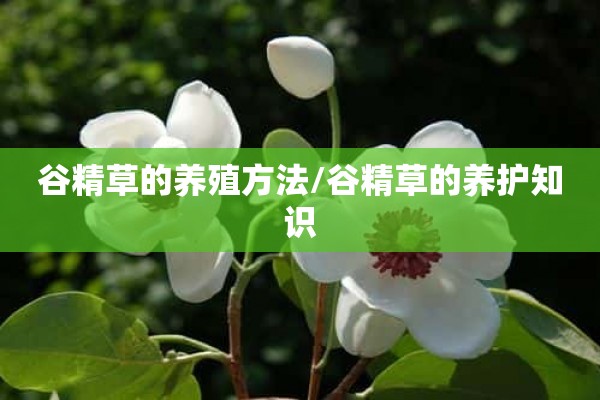 谷精草的养殖方法/谷精草的养护知识