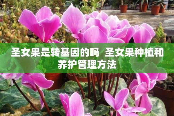 圣女果是转基因的吗  圣女果种植和养护管理方法