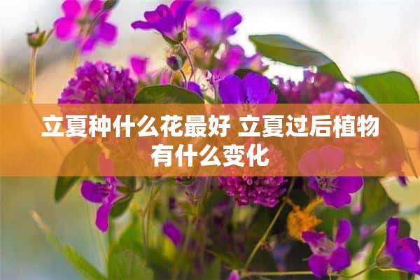 立夏种什么花最好 立夏过后植物有什么变化