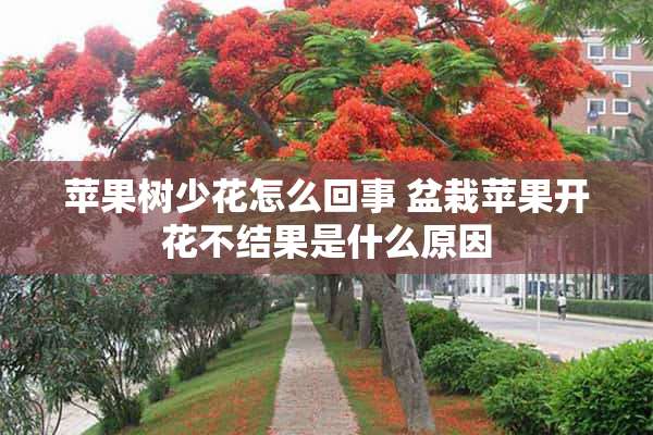 苹果树少花怎么回事 盆栽苹果开花不结果是什么原因