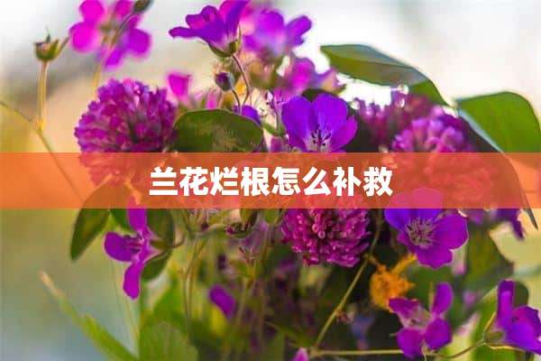 兰花烂根怎么补救