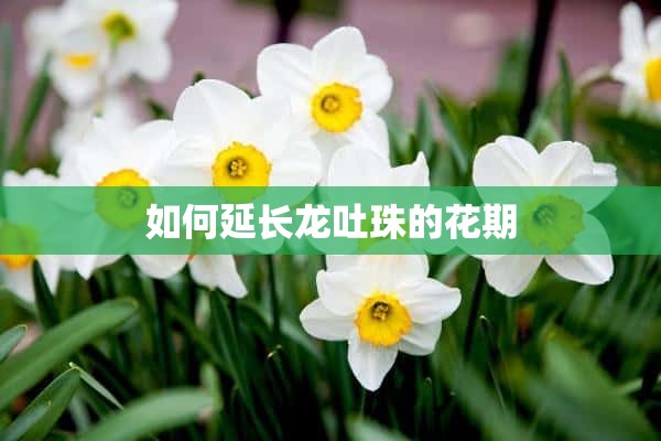 如何延长龙吐珠的花期