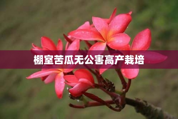 棚室苦瓜无公害高产栽培