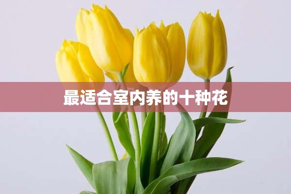 最适合室内养的十种花