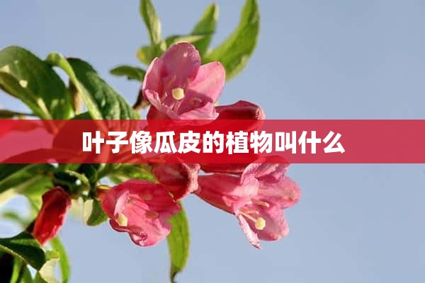 叶子像瓜皮的植物叫什么