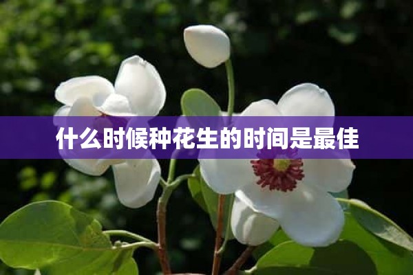 什么时候种花生的时间是最佳