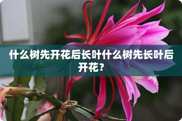 什么树先开花后长叶什么树先长叶后开花？