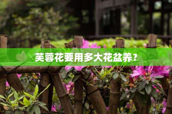 芙蓉花要用多大花盆养？