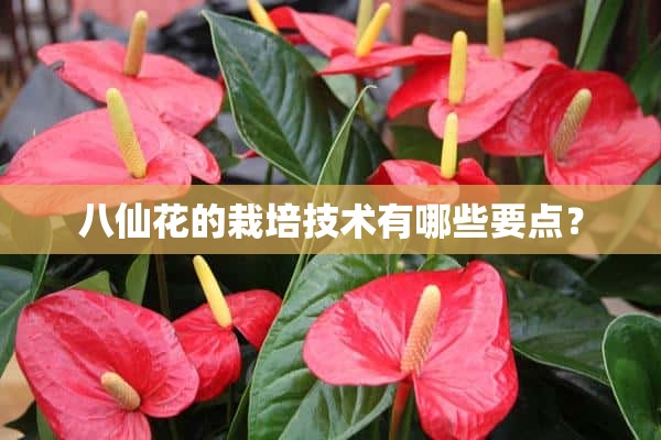 八仙花的栽培技术有哪些要点？