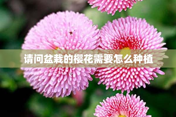 请问盆栽的樱花需要怎么种植