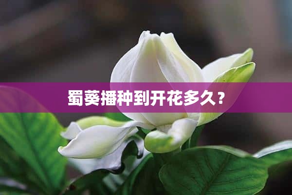 蜀葵播种到开花多久？