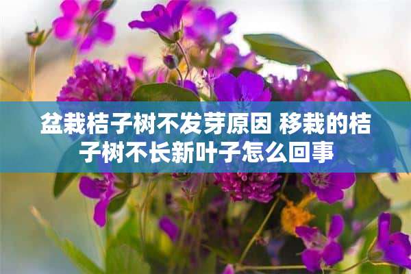 盆栽桔子树不发芽原因 移栽的桔子树不长新叶子怎么回事