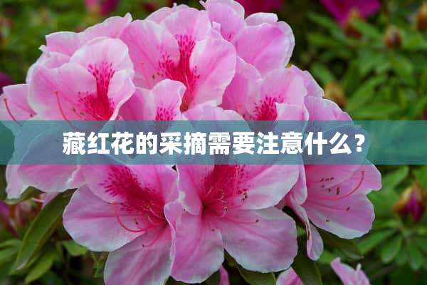 藏红花的采摘需要注意什么？