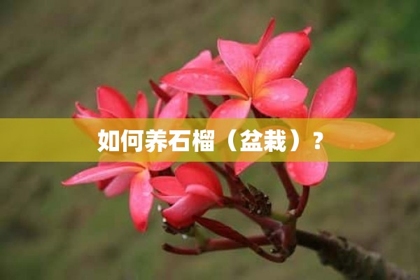 如何养石榴（盆栽）？