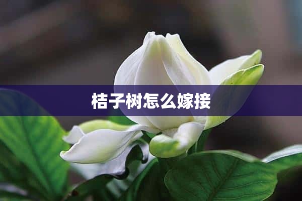 桔子树怎么嫁接