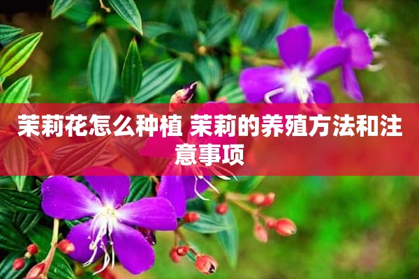 茉莉花怎么种植 茉莉的养殖方法和注意事项