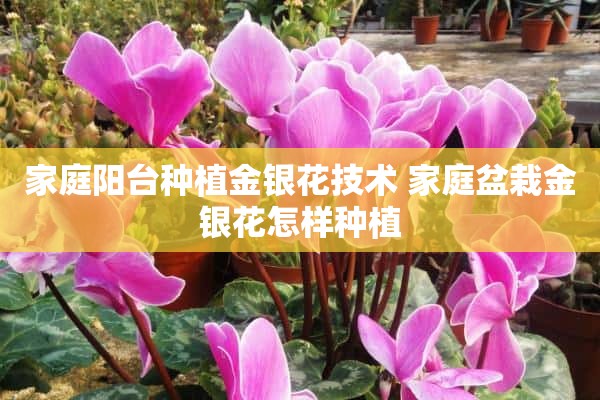 家庭阳台种植金银花技术 家庭盆栽金银花怎样种植