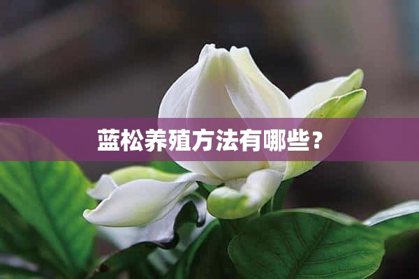 蓝松养殖方法有哪些？