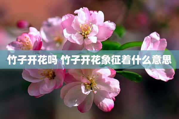 竹子开花吗 竹子开花象征着什么意思