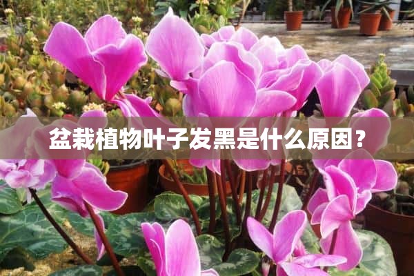 盆栽植物叶子发黑是什么原因？