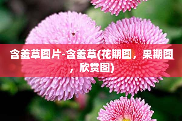 含羞草图片-含羞草(花期图，果期图，欣赏图)