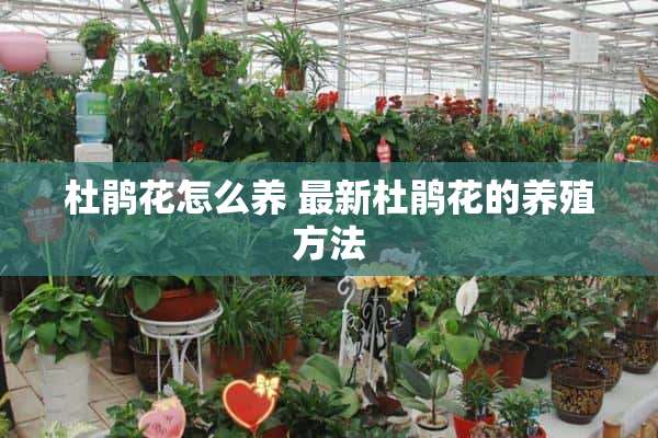 杜鹃花怎么养 最新杜鹃花的养殖方法