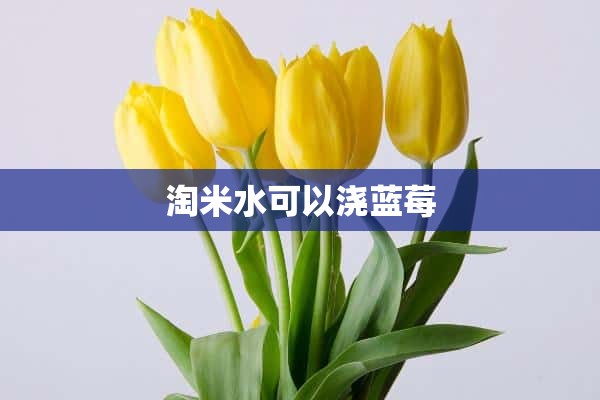 淘米水可以浇蓝莓