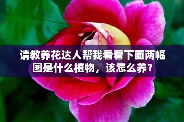 请教养花达人帮我看看下面两幅图是什么植物，该怎么养？