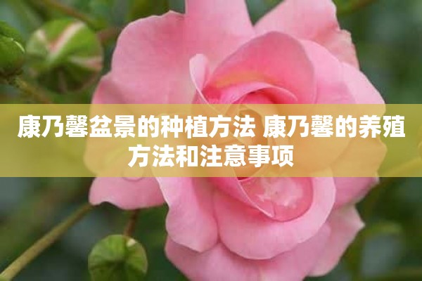 康乃馨盆景的种植方法 康乃馨的养殖方法和注意事项