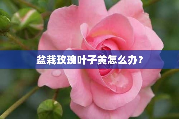 盆栽玫瑰叶子黄怎么办？