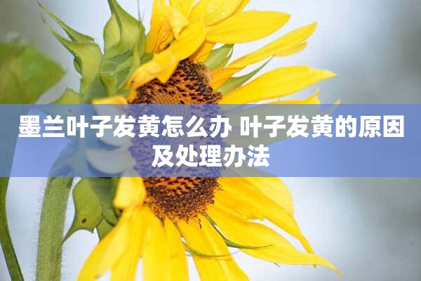 墨兰叶子发黄怎么办 叶子发黄的原因及处理办法