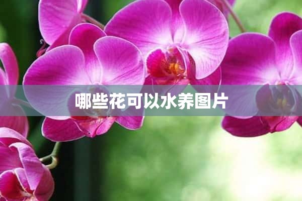 哪些花可以水养图片