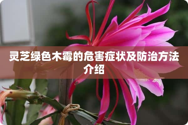 灵芝绿色木霉的危害症状及防治方法介绍