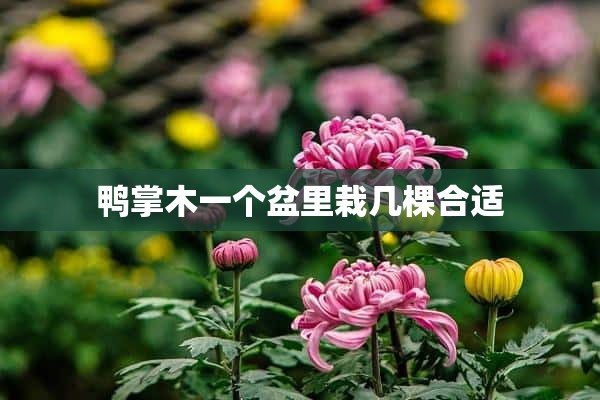 鸭掌木一个盆里栽几棵合适