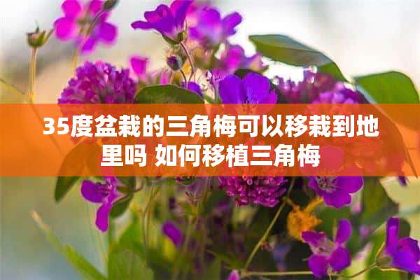 35度盆栽的三角梅可以移栽到地里吗 如何移植三角梅