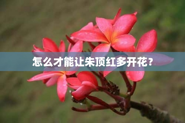 怎么才能让朱顶红多开花？