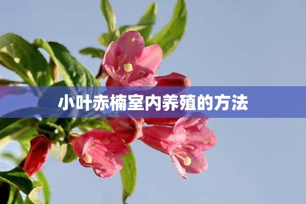 小叶赤楠室内养殖的方法