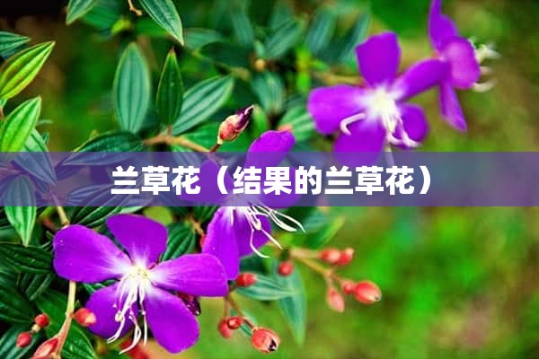 兰草花（结果的兰草花）